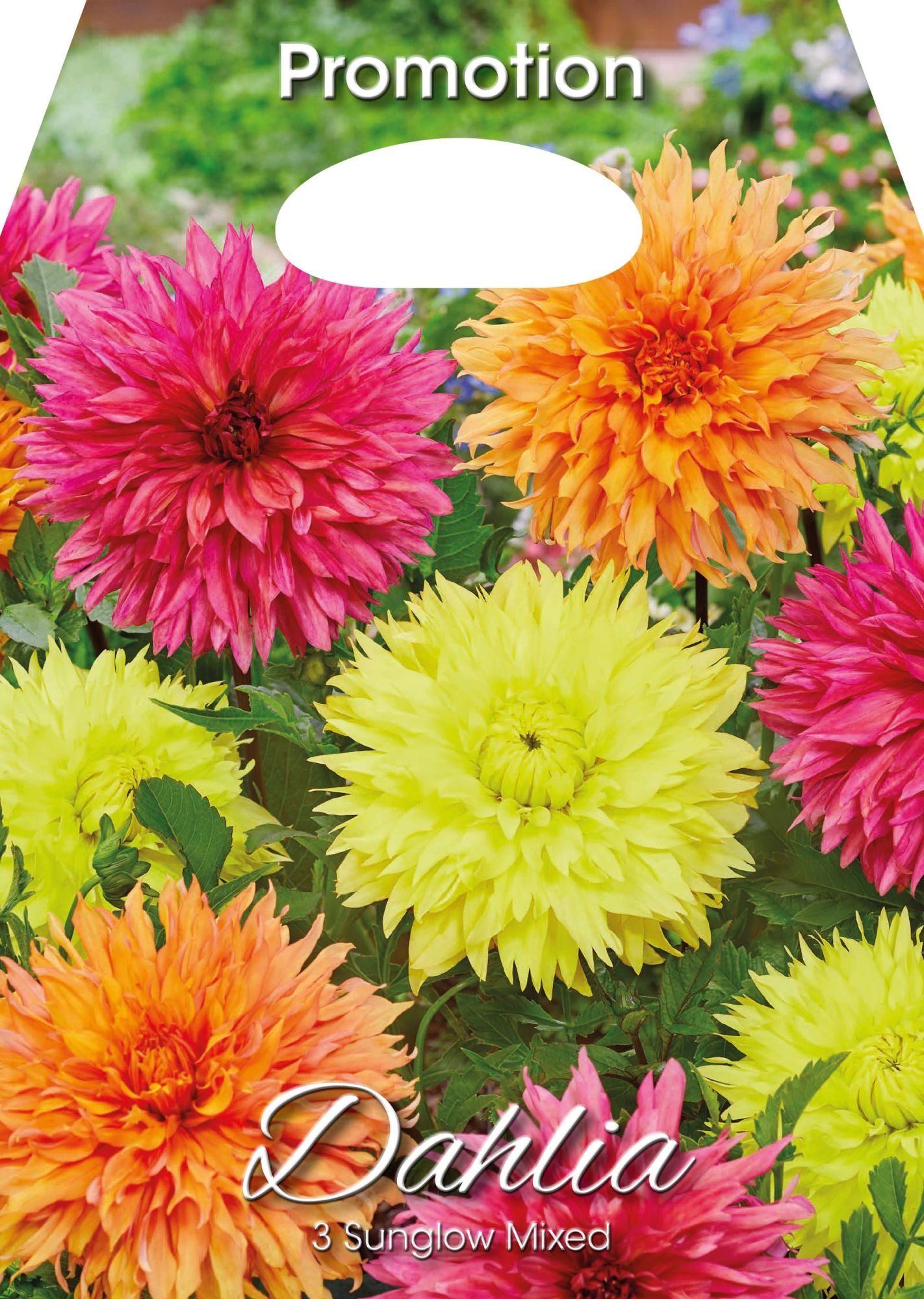 Dahlias Sunglow Mixte (PAQUET DE 3 BULBES)