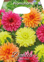 Dahlias Sunglow Mixte (PAQUET DE 3 BULBES)