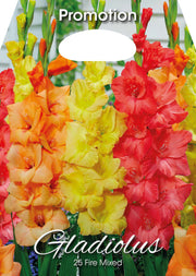 Gladioli Fire Mixed (CONFEZIONE DA 25 BULBI)
