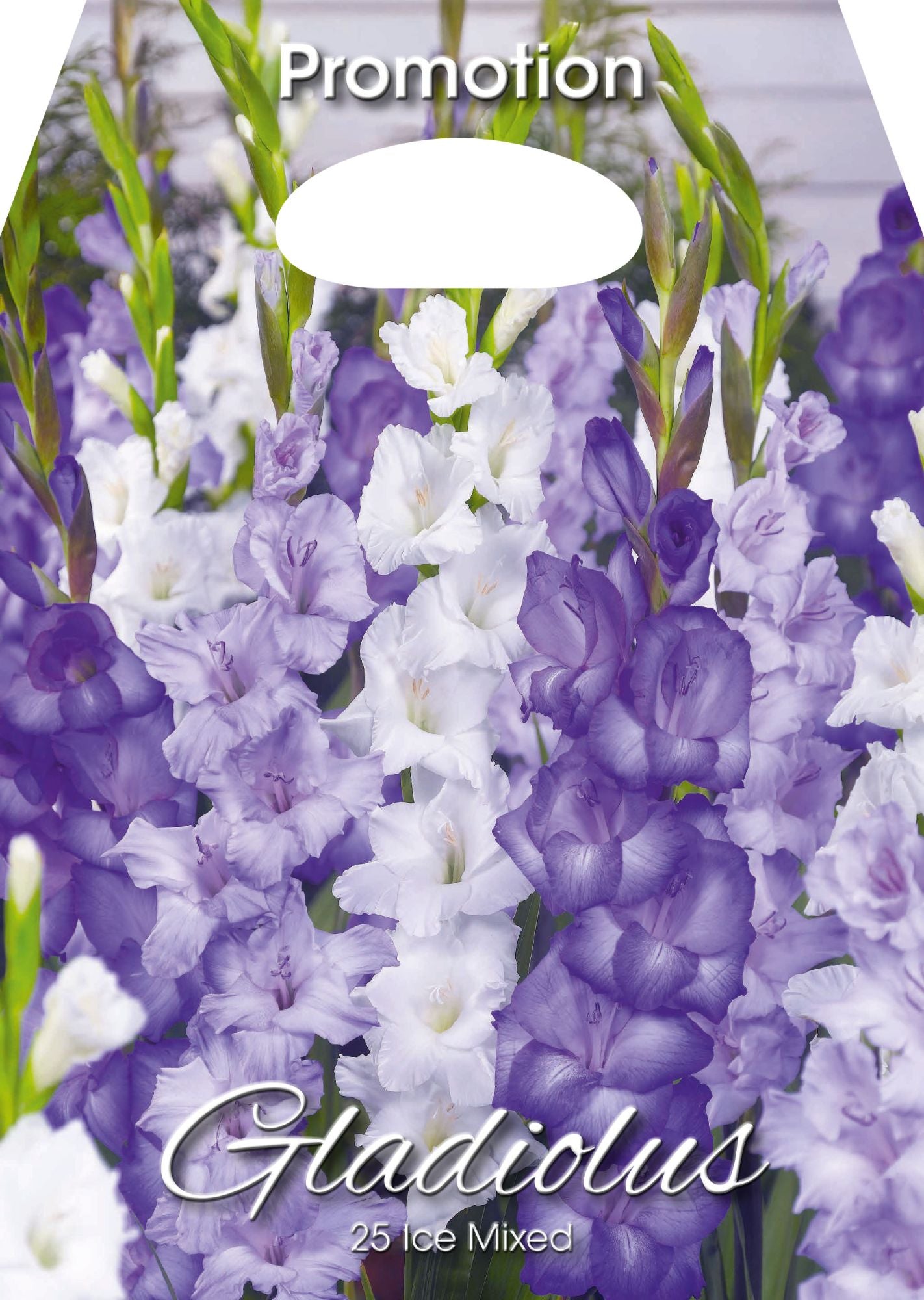 Glaïeuls glacés mélangés (paquet de 25 bulbes)