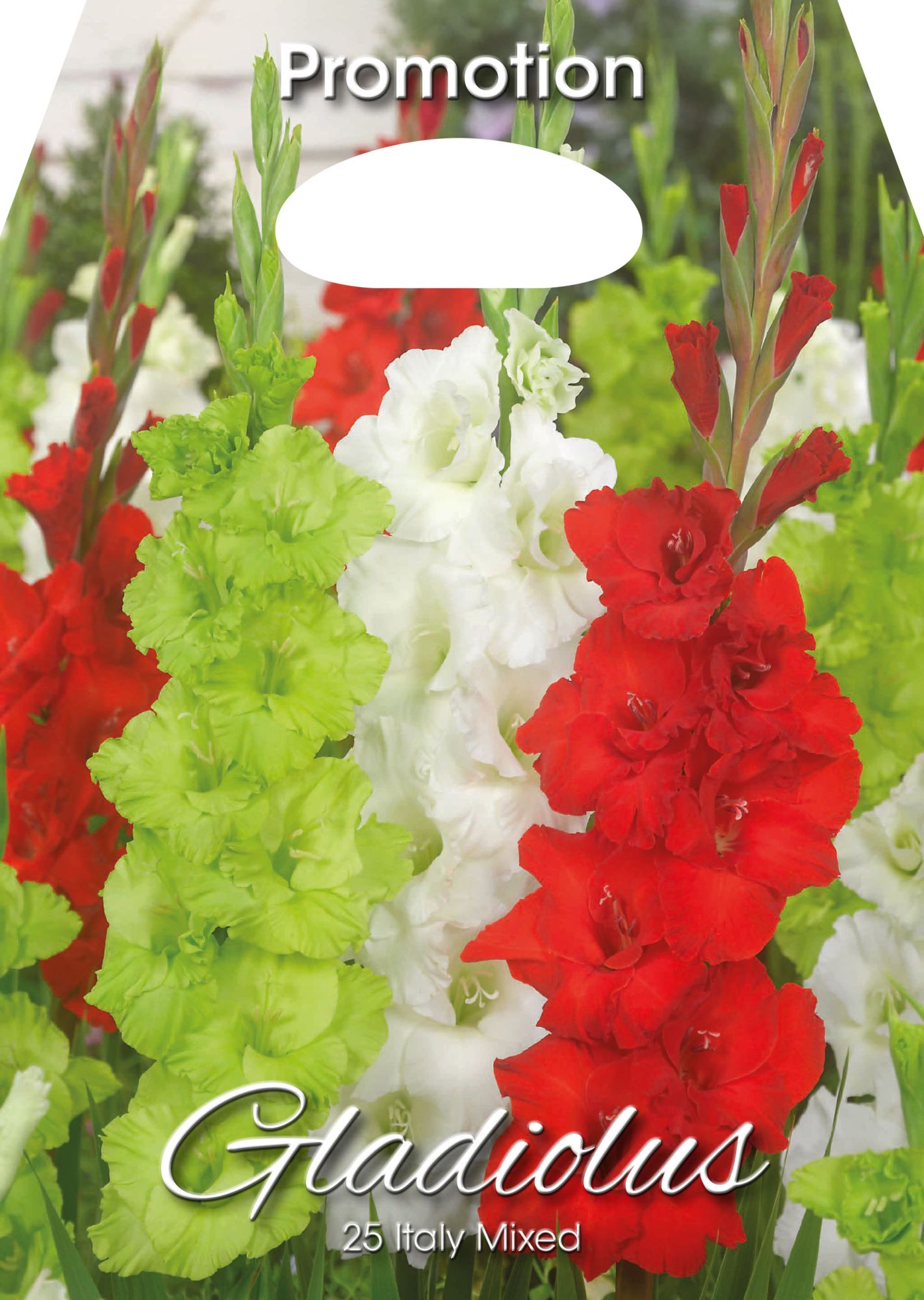 Glaïeuls d'Italie mélangés (paquet de 25 bulbes)
