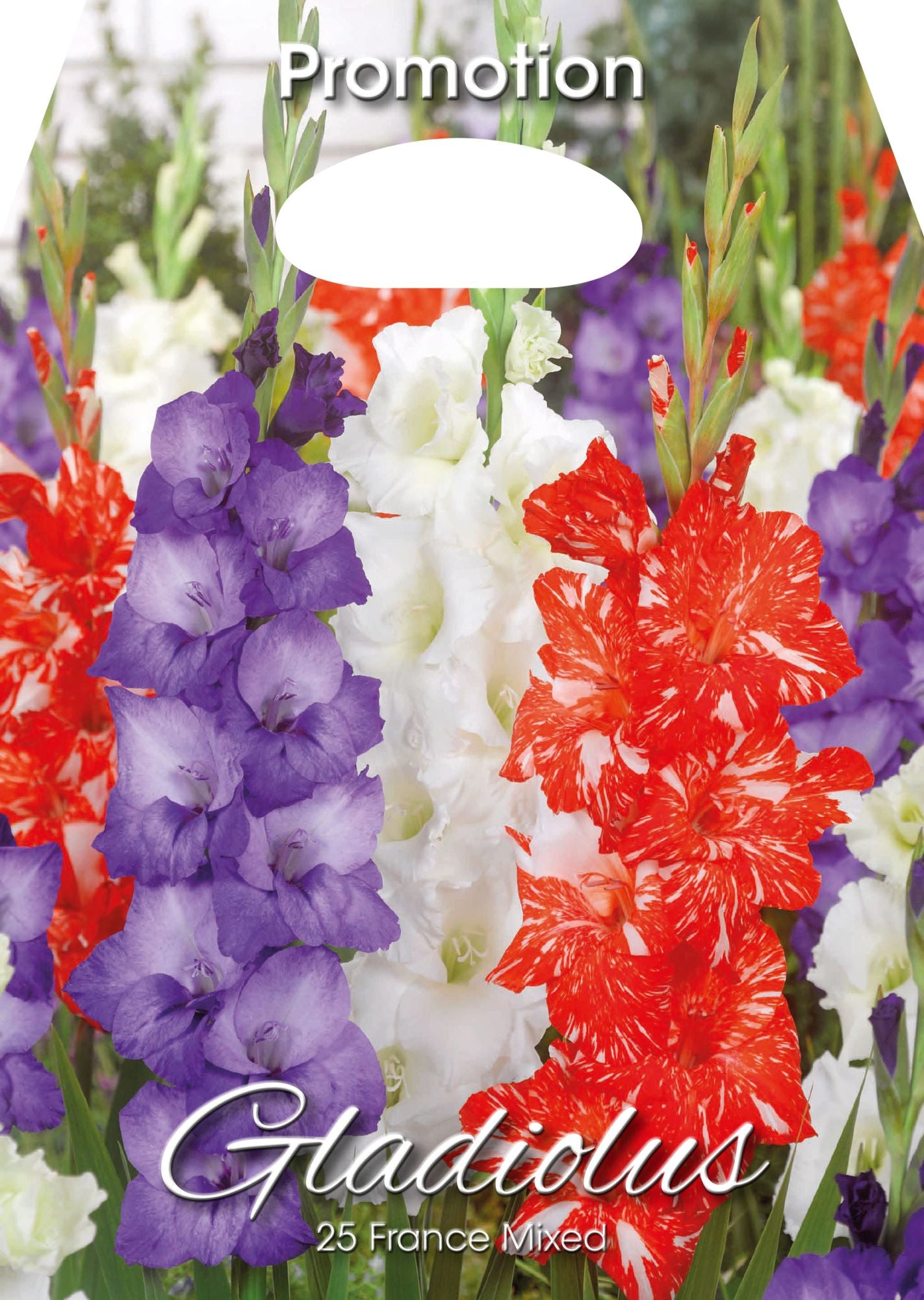 Glaïeuls mélangés de France (PAQUET DE 25 BULBES)