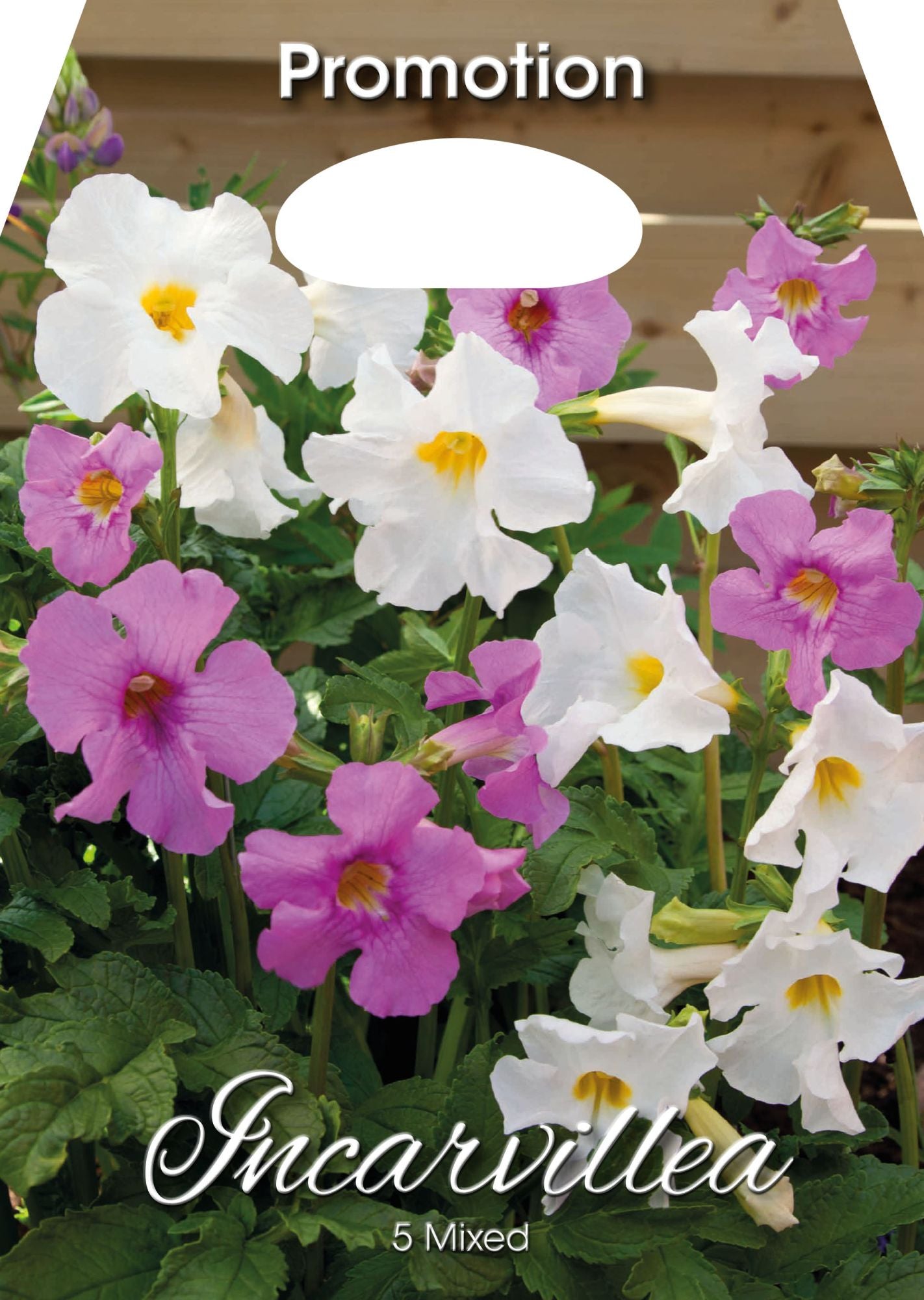 Incarvillea Mixte (PAQUET DE 5 BULBES)