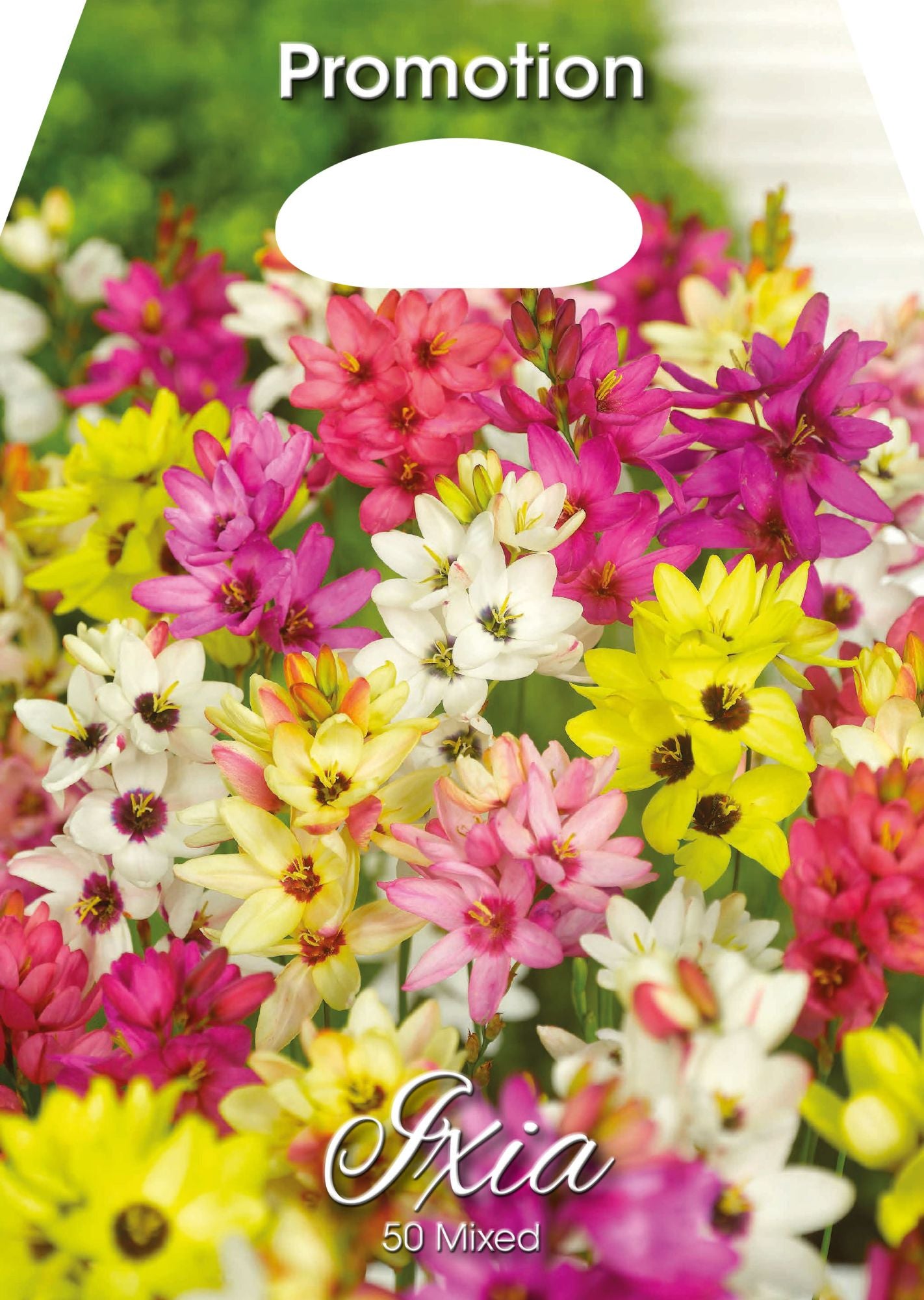 Ixia Mixte (PAQUET DE 50 AMPOULES)