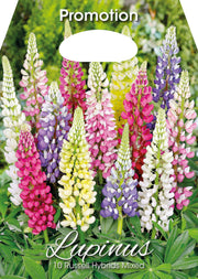 Lupino Lupinus Russell Hybrids Mixed (CONFEZIONE DA 10 BULBI)