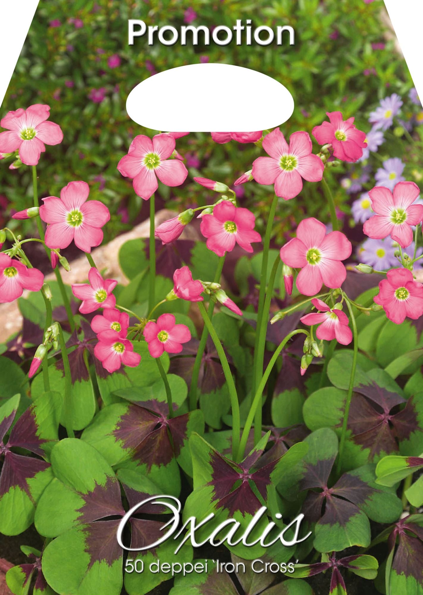 Oxalis Deppei 'Iron Cross' (paquet de 50 bulbes)