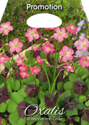 Oxalis Deppei 'Iron Cross' (paquet de 50 bulbes)