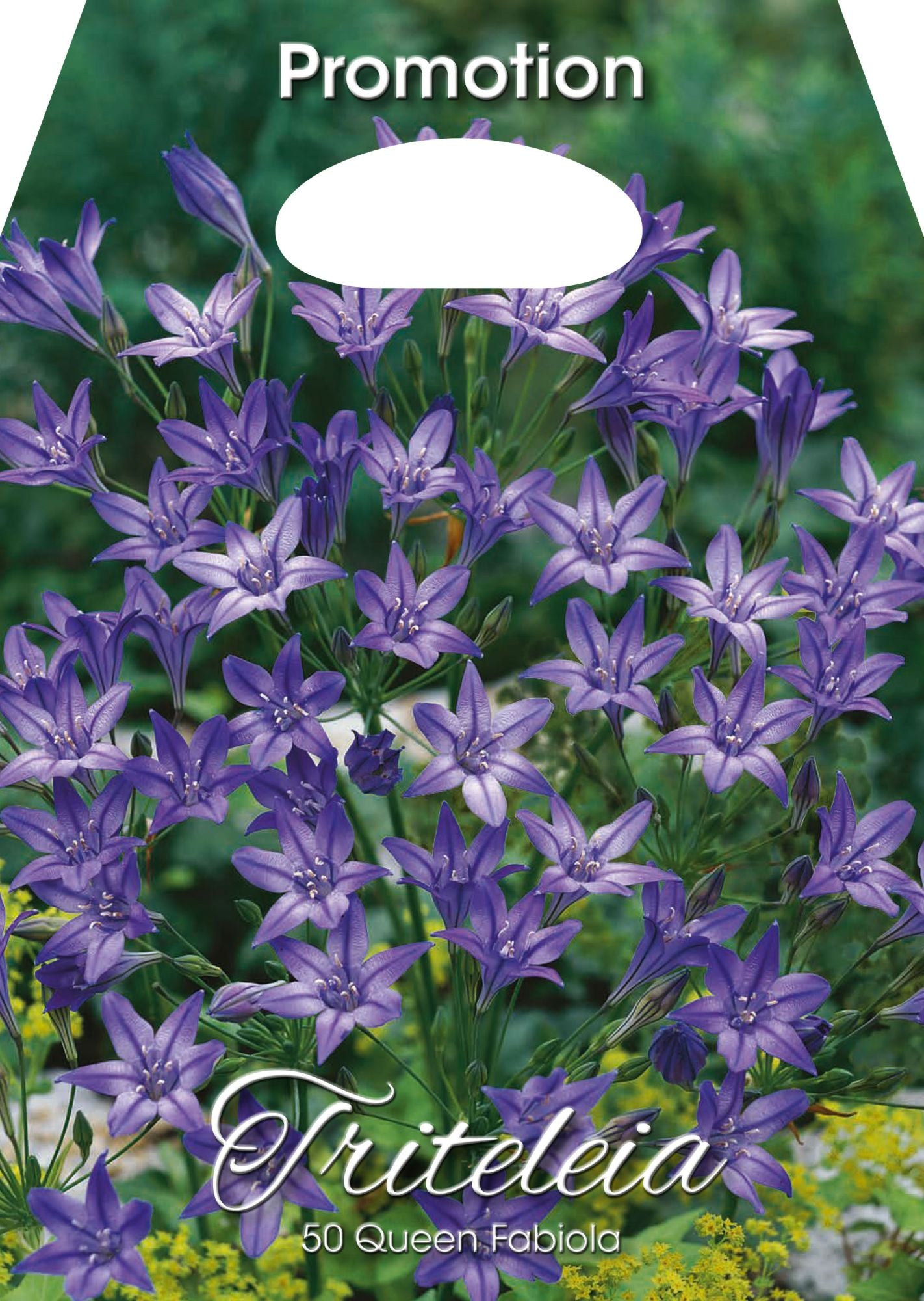 Triteleia Reine Fabiola (PAQUET DE 50 BULBES)