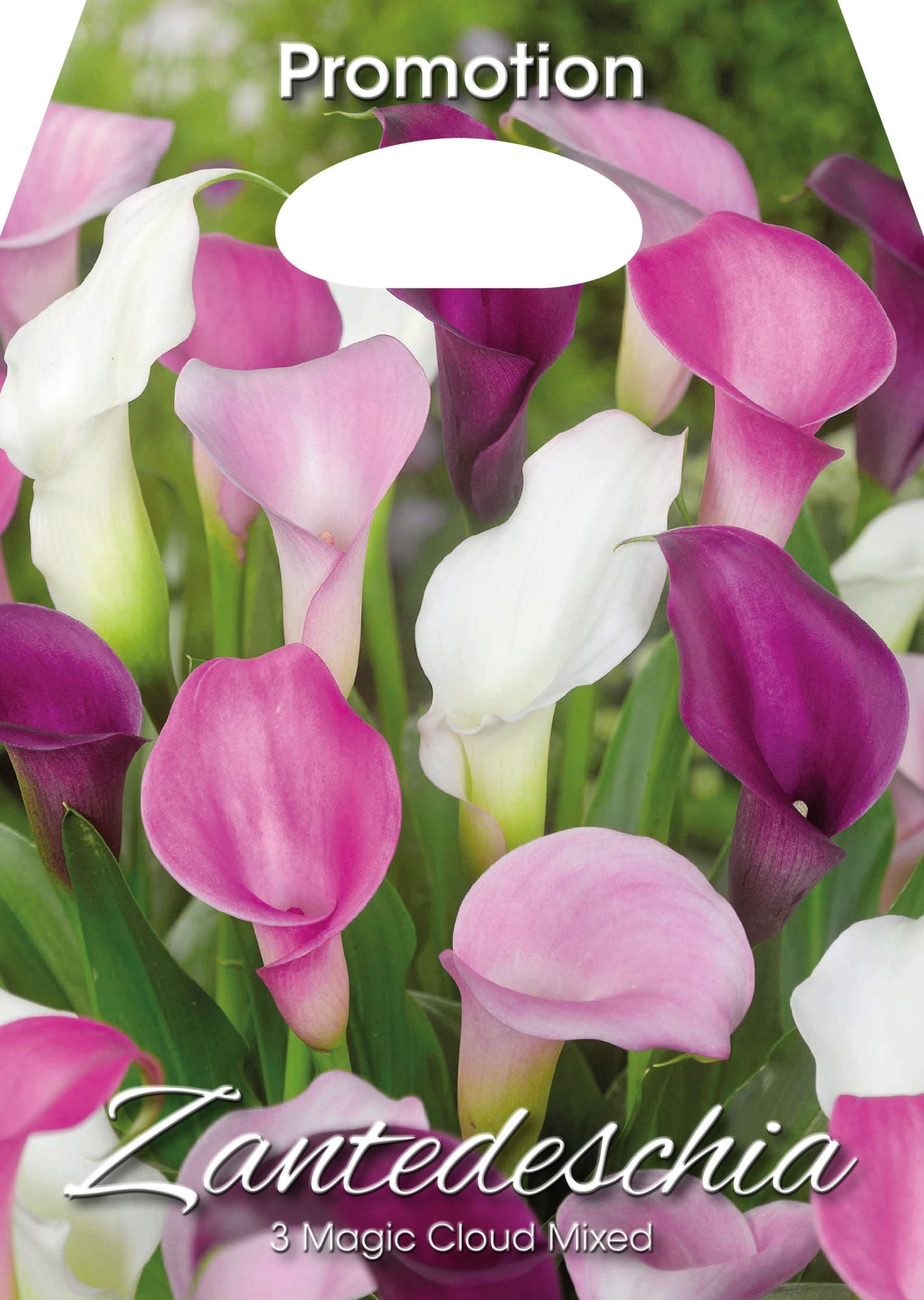 Zantedeschia Magic Cloud Mixed (CONFEZIONE DA 3 BULBI)