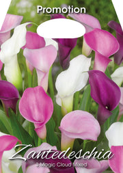 Zantedeschia Magic Cloud Mixed (3er-Packung)