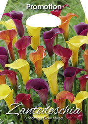Zantedeschia Morning Glow Mixte (Paquet de 3 bulbes)