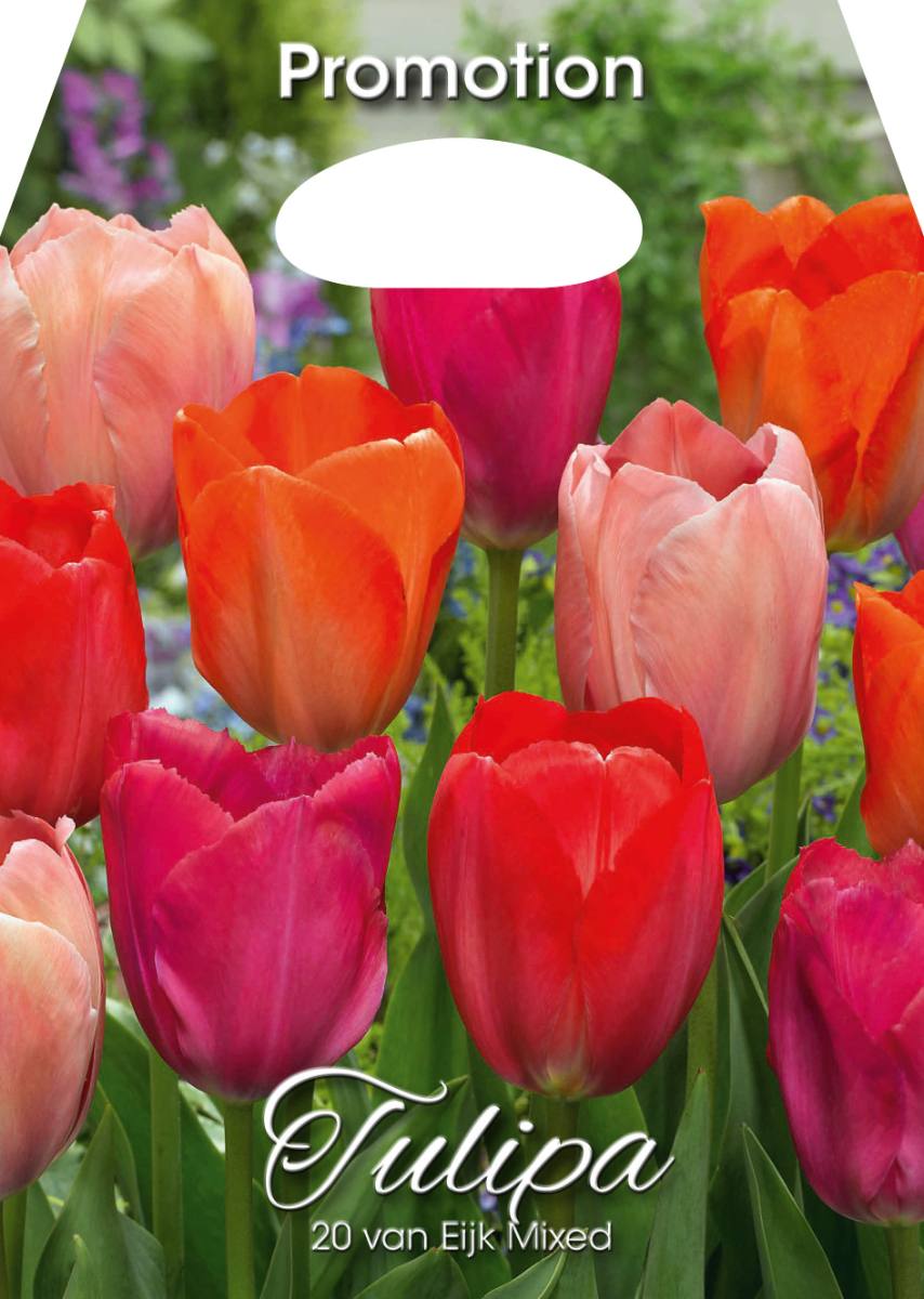 Mix Bulbi di Tulipano van Eijk 20 Bulbi - immagine 1