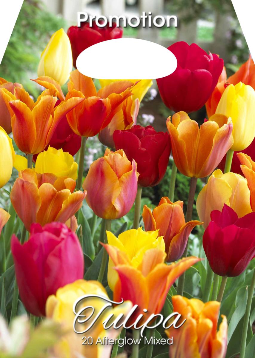 Mix Bulbi di Tulipano Afterglow 20 Bulbi - immagine 1