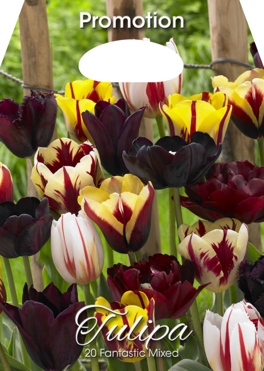 Mix Bulbi di Tulipano Fantasia 20 Bulbi - immagine 1