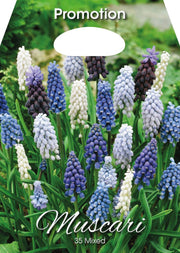 Mix Bulbi da Fiore Muscari Confezione 35 Bulbi - immagine 1