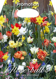 Mix Bulbi da Fiore Color Burst 35 Bulbi - immagine 1