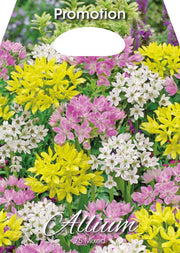 Bulbi di Allium Misti 75 Bulbi - immagine 1