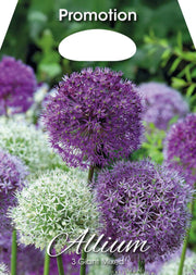 Bulbi di Allium Misto Gigante - immagine 1