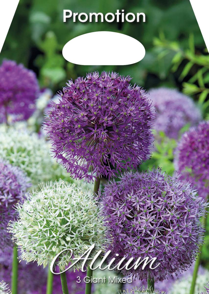 Bulbi di Allium Misto Gigante - immagine 1