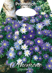 Bulbi di Anemone Blanda Blue 75 Bulbi - immagine 1