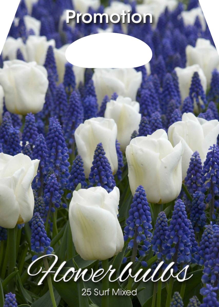 Bulbi da Fiore Misti Tulipani e Muscari Surf 25 Bulbi - immagine 1