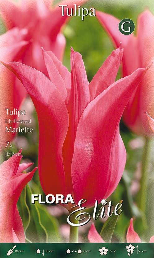 Bulbi Tulipano a Fiore di Giglio Mariette 7 Bulbi - immagine 1