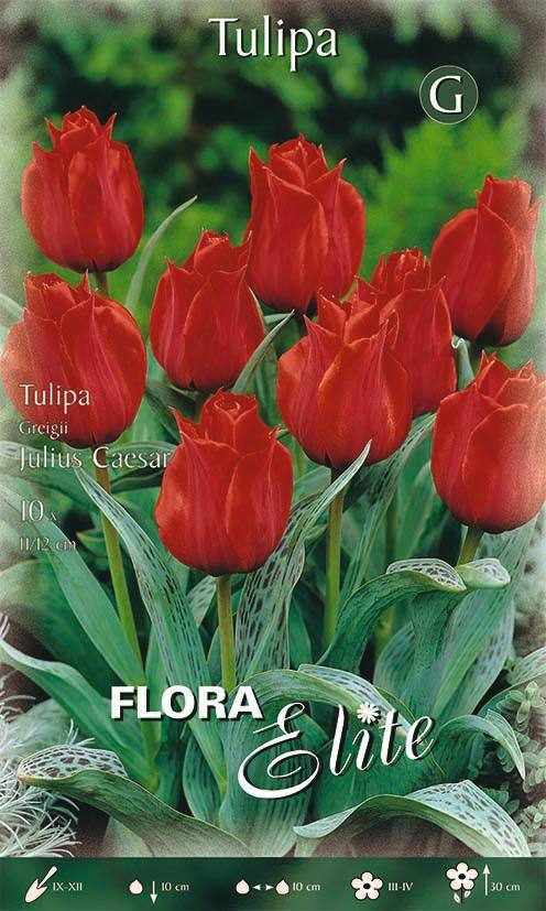 Bulbi di Tulipano Greigii Julius Caesar 10 Bulbi - immagine 1