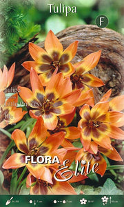 Bulbi di Tulipano Humilis Little Princess 10 Bulbi - immagine 1