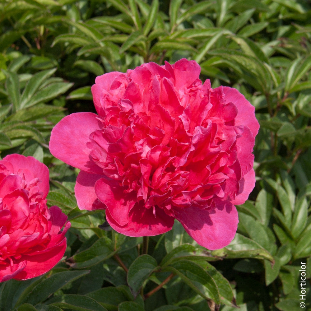 PEONIA LACTIFLORA FELIX CROUSSE VASO 13CM