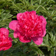 PEONIA LACTIFLORA FELIX CROUSSE VASO 13CM
