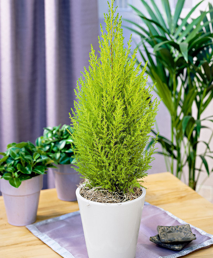 CUPRESSUS GOLDEN CREST CIPRESSO WILMA VASO 12CM