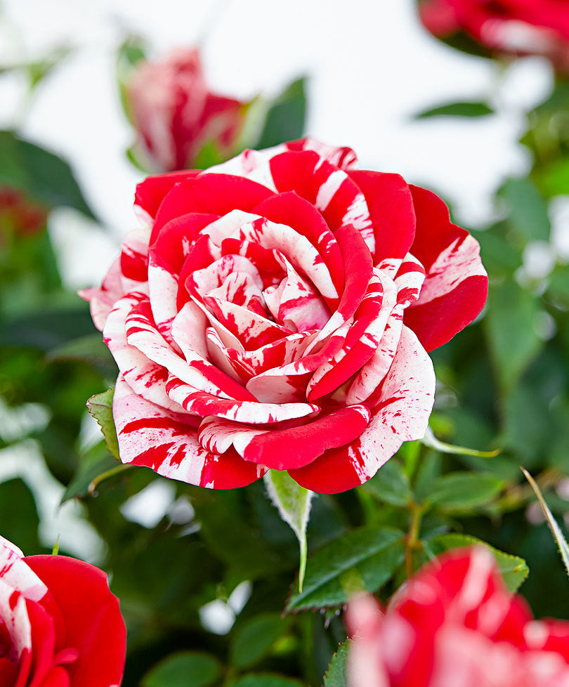 ROSA PARADE GIGI VASO 10.5CM