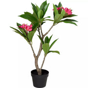 Pianta Artificiale Frangipani 90 cm Rosa PERAGA HOME