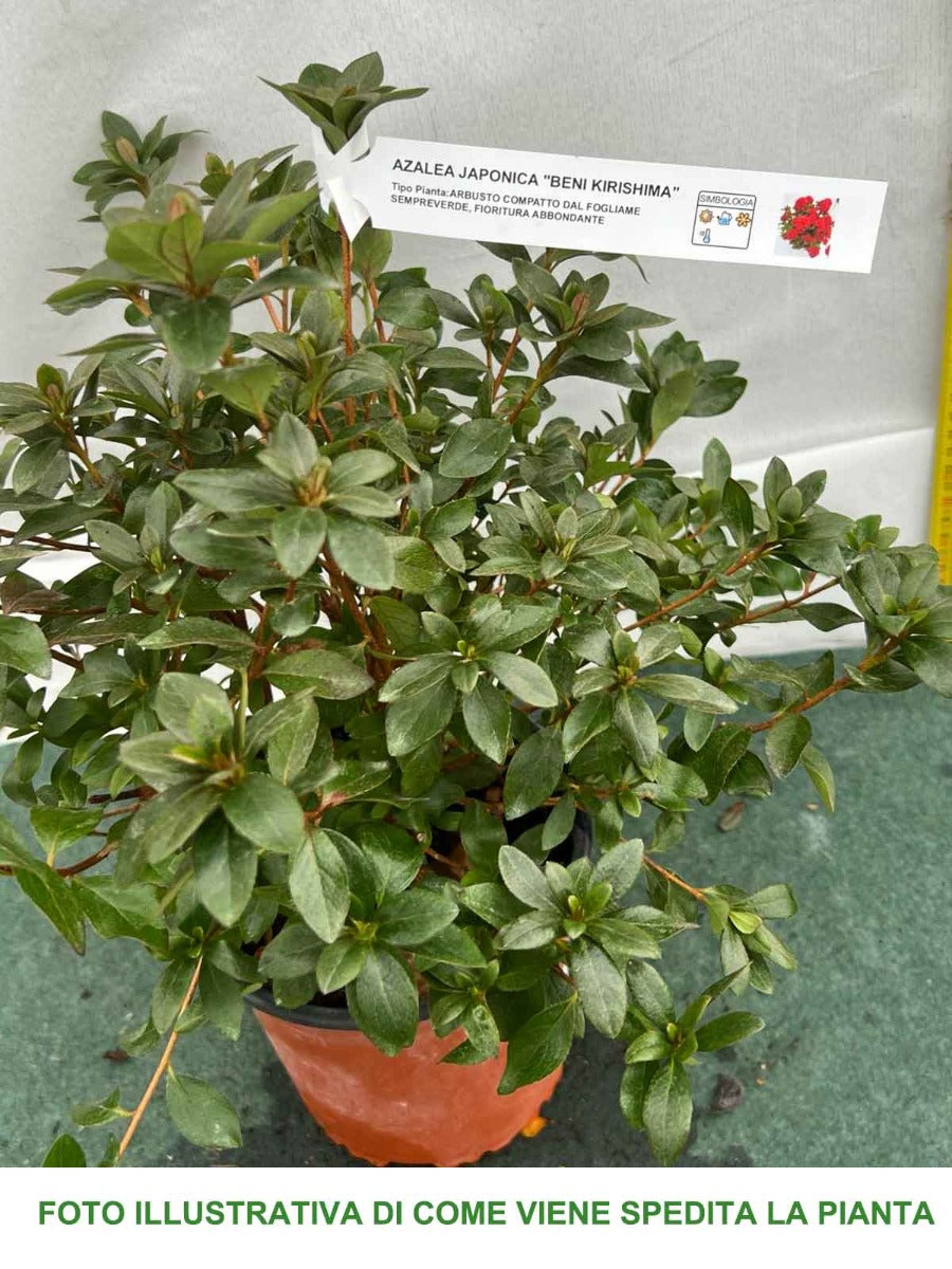 AZALEA JAPONICA  BENI KIRISHIMA VASO 15CM