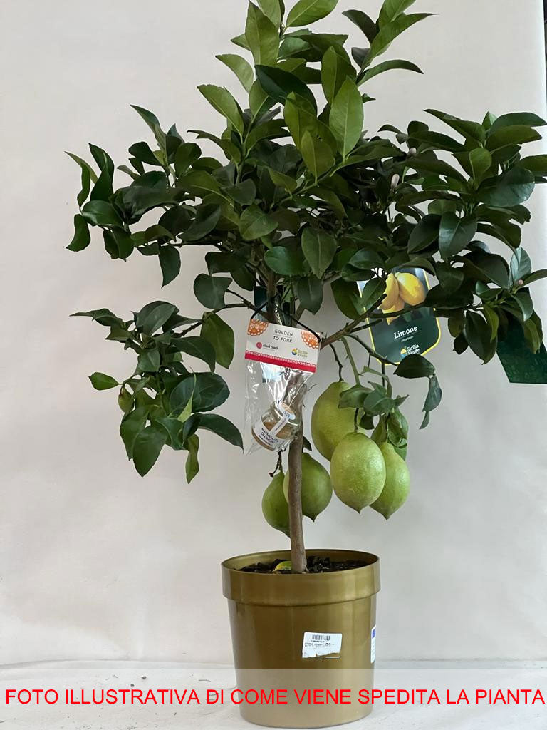 LIMONE CITRUS LIMON IN VASO 20CM