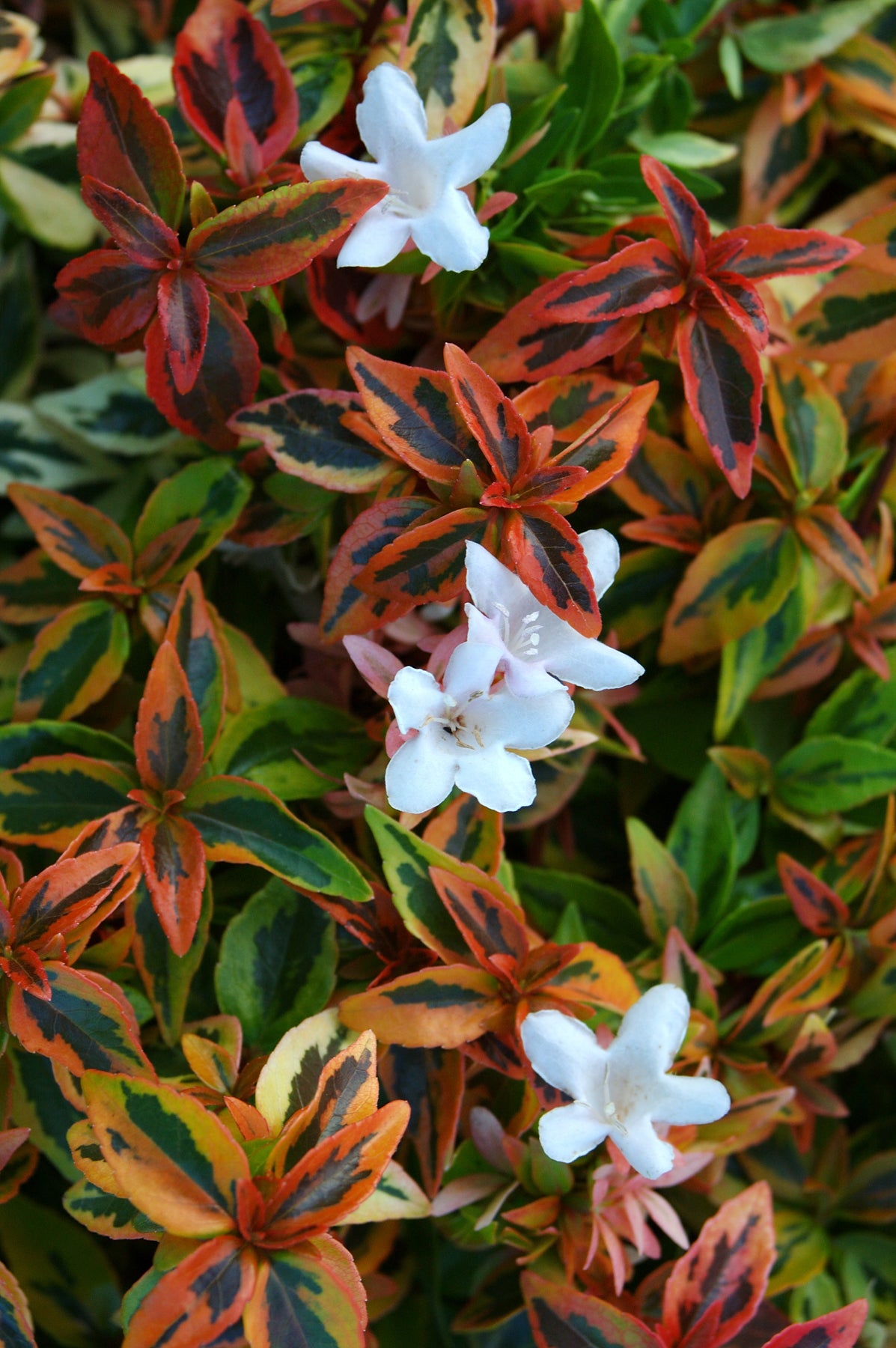OFFERTA 6 PIANTE ABELIA GRANDIFLORA  KALEIDOSCOPE VASO 12CM