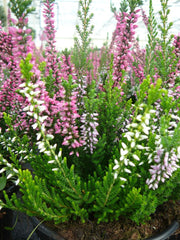 OFFERTA 3 PIANTE DI CALLUNA ERICA TRICOLOR VASO 12CM