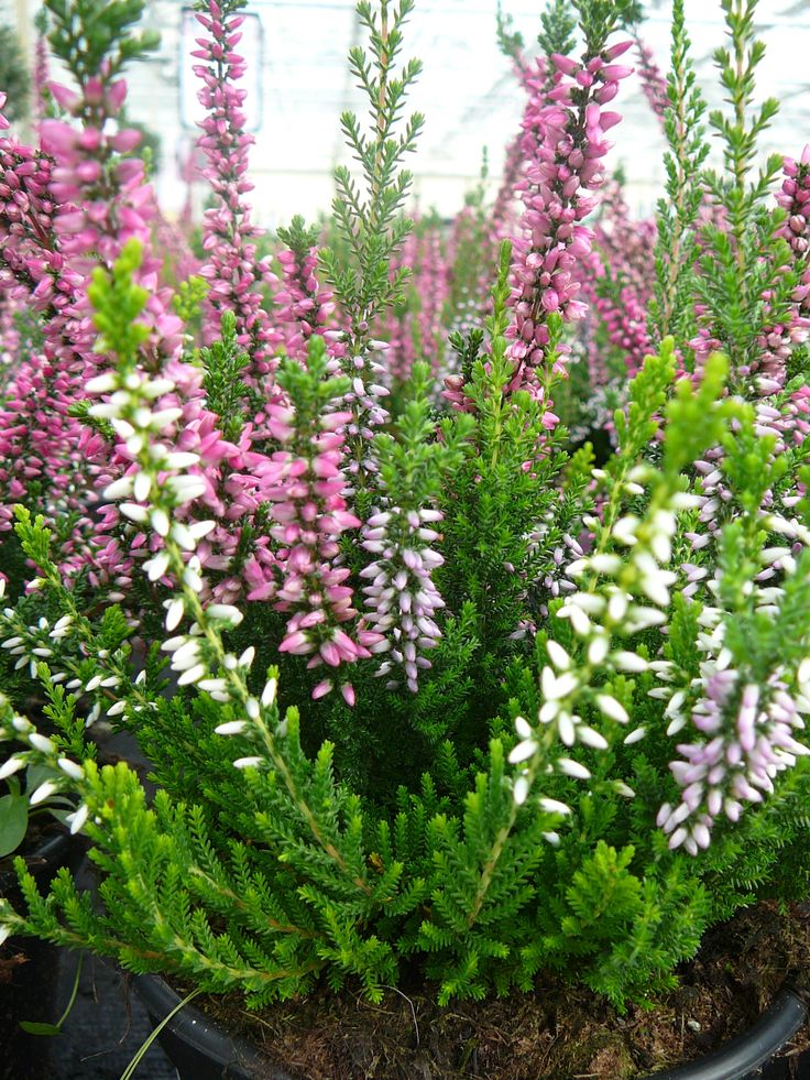OFFERTA 3 PIANTE DI CALLUNA ERICA TRICOLOR VASO 12CM