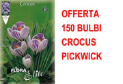 OFFERTA 150 BULBI CROCUS VERNUS PICKWICK