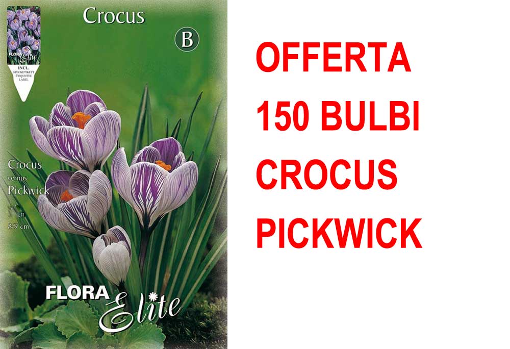 OFFERTA 150 BULBI CROCUS VERNUS PICKWICK