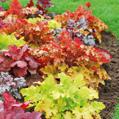 HEUCHERA VARIETA' ASSORTITA VERDE O ROSSA IN VASO 19CM