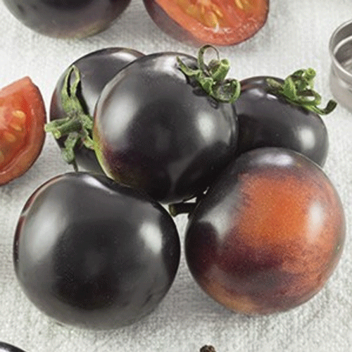 15 PIANTE IN VASO Ø10CM DI POMODORO NERO A GRAPPOLO INDIGO ROSE