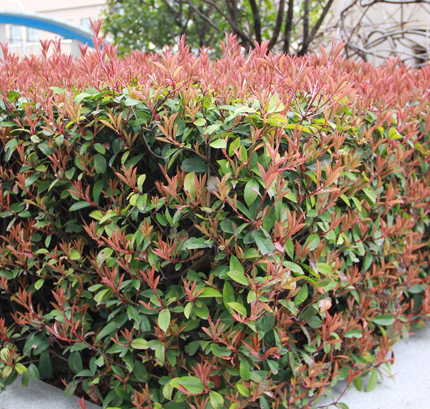 PHOTINIA DA SIEPE IN VASO 16CM