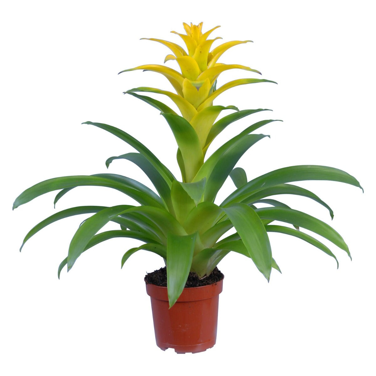 GUZMANIA DIANA COLORE ASSORTITO IN VASO 9CM