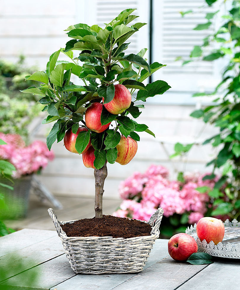 MELO BRAEBURN NANO IN VASO 20CM