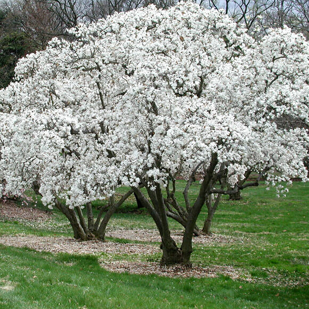 MAGNOLIA STELLATA BIANCA VASO 24CM