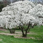 MAGNOLIA STELLATA BIANCA VASO 24CM
