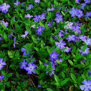 OFFERTA 6 PIANTE DI VINCA MINOR VASO 9CM