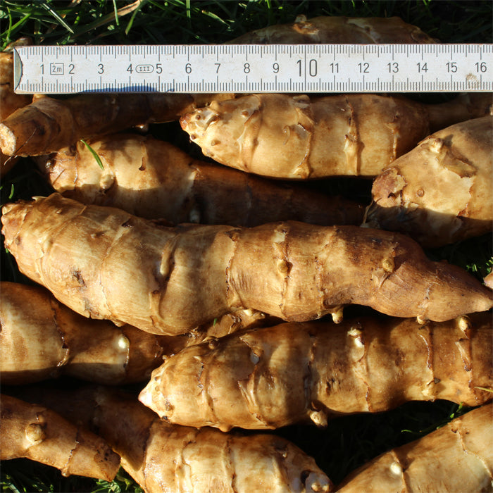 TOPINAMBUR FUSEAU (CONFEZIONE DA 5 TUBERI)
