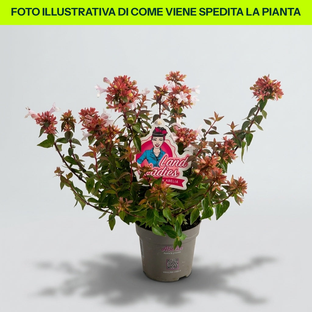 ABELIA GRANDIFLORA PROSTRATA IN VASO DA 11CM